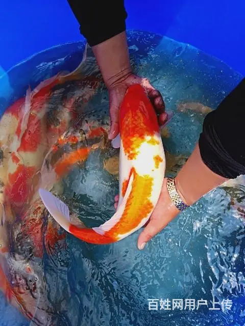 苏州出售锦鲤鱼过滤器材过滤设备 - 图片 6
