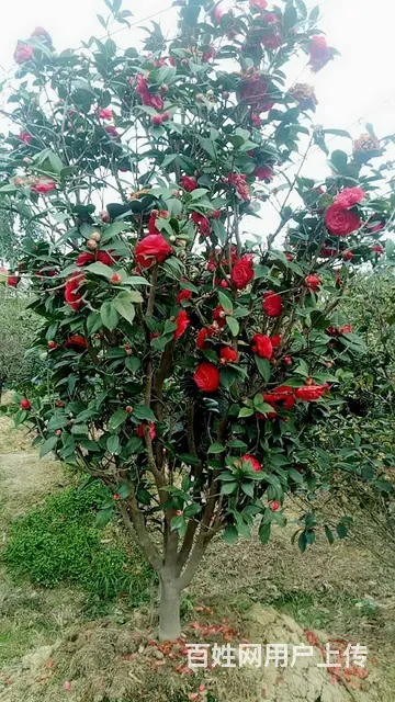 广州花都花山海南红花梨茶花六角红沉香苗木出售 - 图片 3