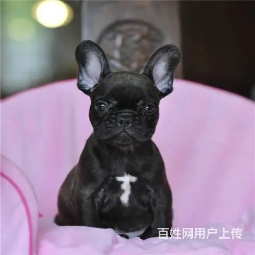 精品法牛犬出售 品相极佳 可视频选狗可上门看狗 - 图片 7