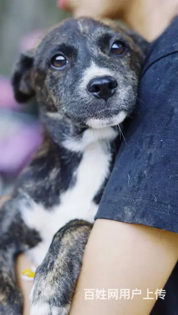 【搞定了！】免费领养金虎斑猎犬四月大驱虫洗澡犬五联全苏州送上 - 图片 2