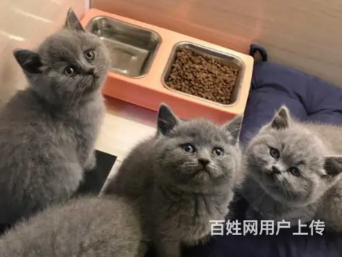 湖州自家繁殖蓝猫大包子 五短身 活泼可爱 - 图片 4