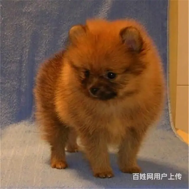 七台河纯种博美去哪儿卖▲纯种博美犬舍 - 图片 1