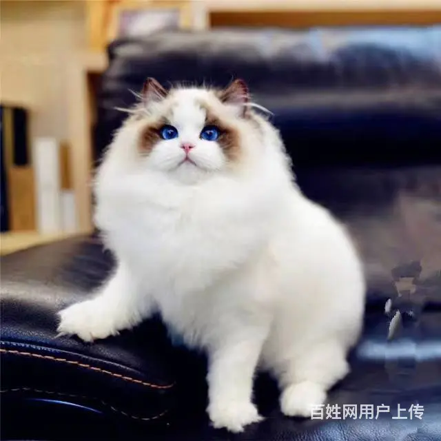 哪里有布偶猫卖的 布偶猫多少钱 布偶猫成年多重 - 图片 3