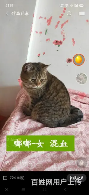 混血 爸爸金渐层  妈妈三花 - 图片