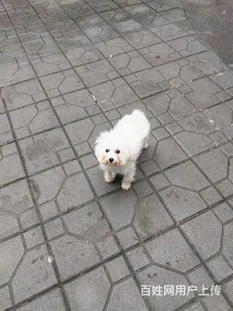 绝对私人家养小比熊 - 图片 1