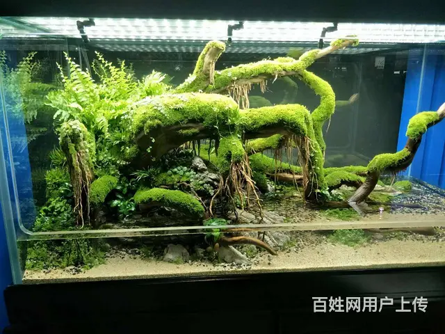维护鱼缸养护，修鱼缸养护要多少钱，卖鱼缸定做 - 图片 5