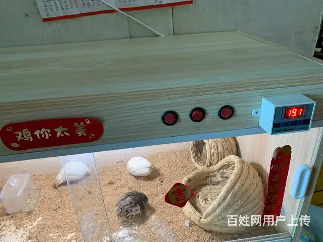 芦丁鸡笼 - 图片 1