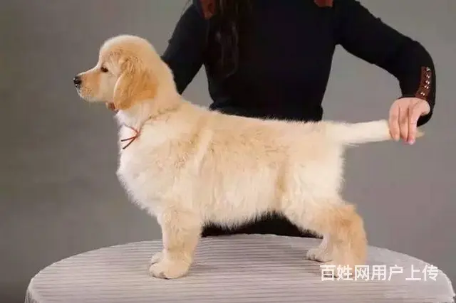 正规狗场,纯种金毛犬,赛级金毛犬,签协议,保健康 - 图片 3