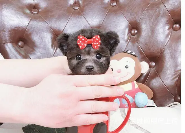 出售精品泰迪幼犬疫苗齐全多只可选 - 图片 7