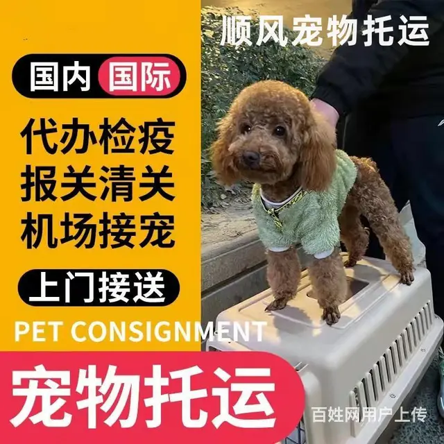 北海宠物托运（猫狗）邮寄速运空运 （2023今日 推荐运输） - 图片 3