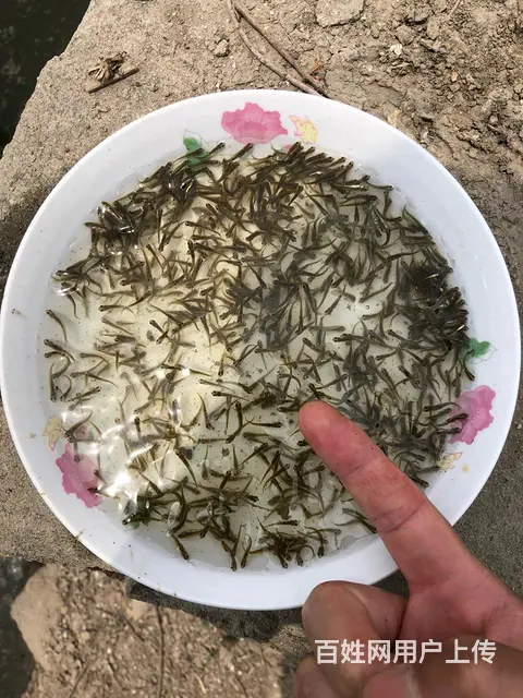 青鱼苗 - 图片 1