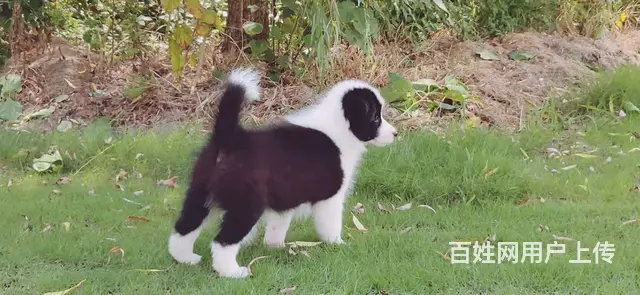 出售   高品质边牧宝宝【益帆边境犬舍】 - 图片 4