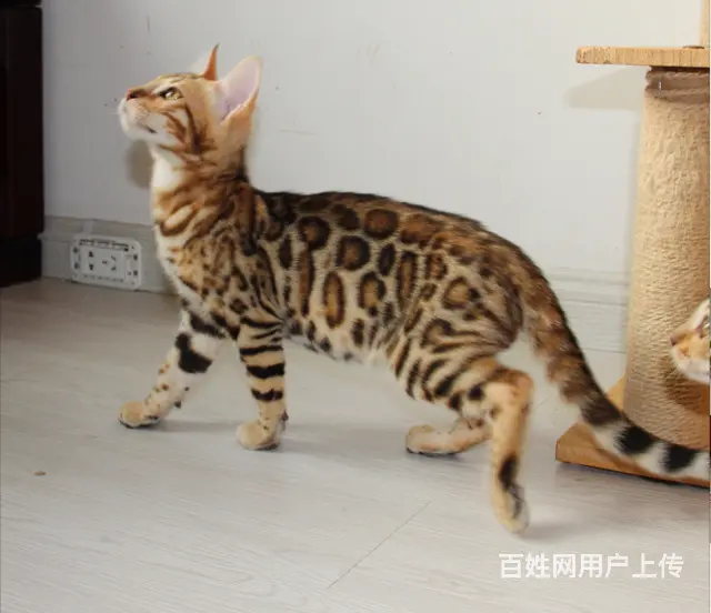 哪里有孟加拉豹猫卖 多少钱价位一只 性格好吗 - 图片 2