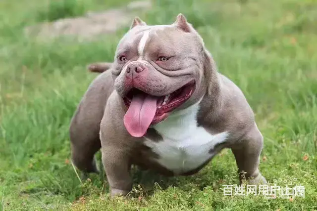 宿迁洛克恶霸犬舍 专业繁殖纯种恶霸 - 图片 2