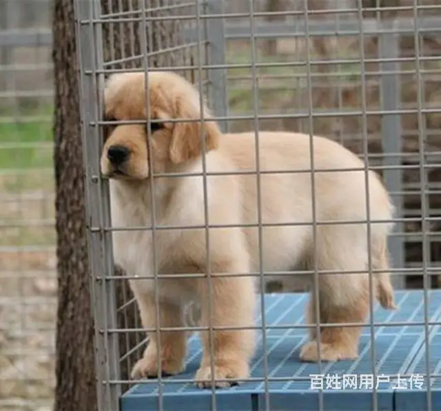 赛级金毛犬 纯种大头金毛犬 纯种健康金毛猎犬 - 图片 4