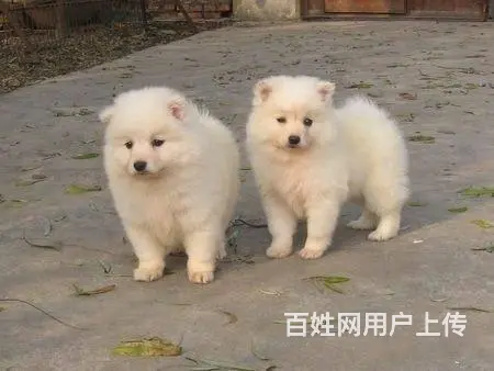 银狐犬 纯种银狐 CKU认证血统 保纯保健康 可签 - 图片 4