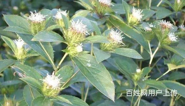 湖北百草堂苍术种植享受生活， 优质创财富神话 - 图片 1