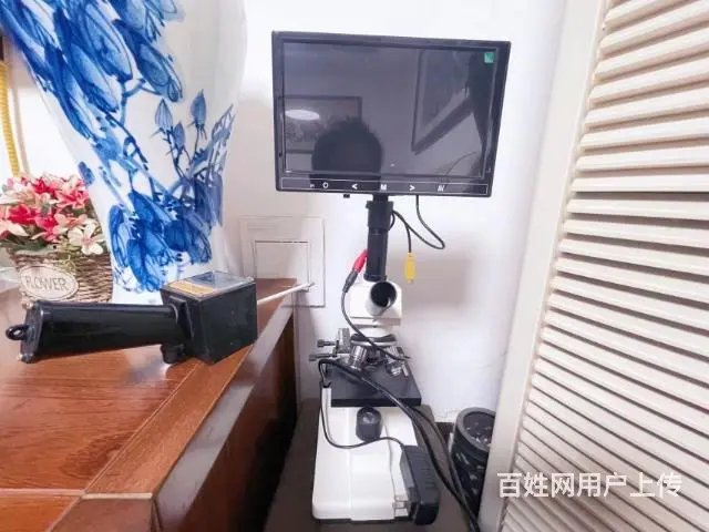 灰泰迪种公借配中 - 图片 3