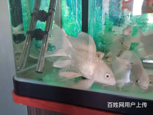 出售蝴蝶鲤 - 图片 2