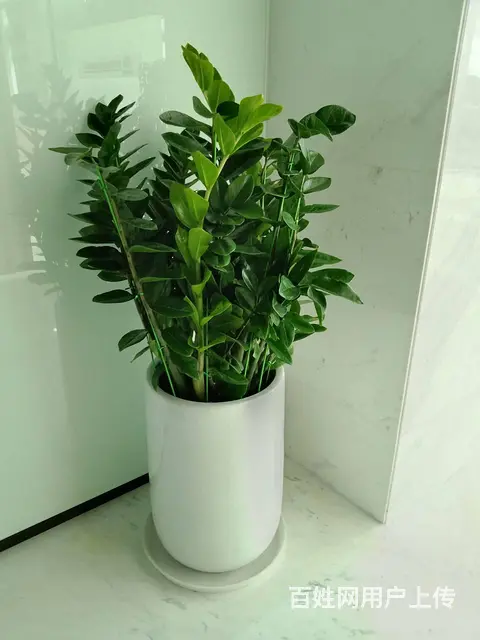 园林绿化养护施肥灭虫修剪铺草皮种树打药修剪 - 图片 11