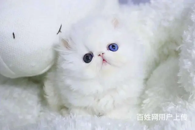 哪里有波斯猫卖的 波斯猫猫价格 波斯猫寿命 - 图片 4