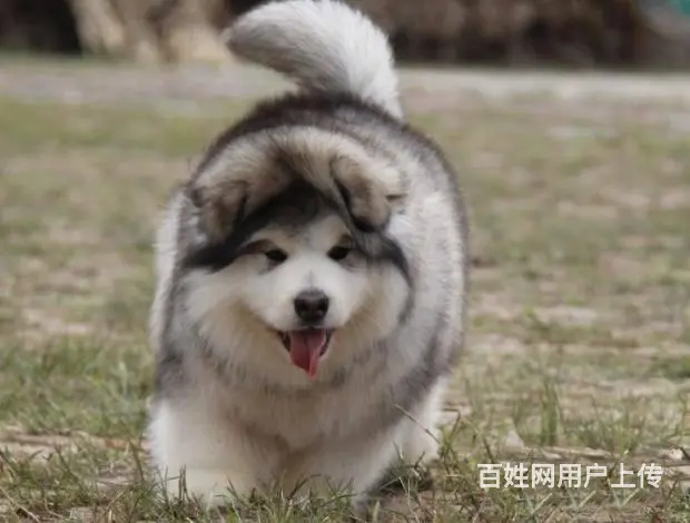 广州纯种阿拉斯加犬价格 狗舍直销 包纯种健康签协议 - 图片 5