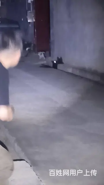 猫咪丢失怎么办，爱宠救援家教你如何快速找回丢失的猫 - 图片 8