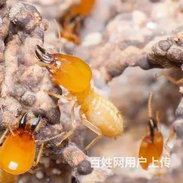 广州粤安白蚁防治、上门灭白蚁、免费检查白蚁 - 图片