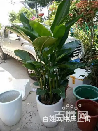厦门园林绿化、厂区绿化设计施工、庭院绿化、花卉盆景 - 图片 6