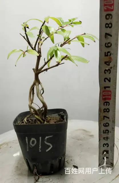 湖北大学自考本科毕业生杨世毅先生淘宝盛世鑫毅植物园 - 图片 7