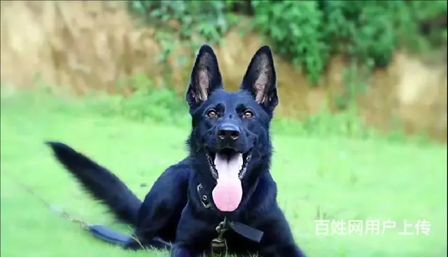 狗狗训练宠物上学训犬学校训犬师 - 图片 1