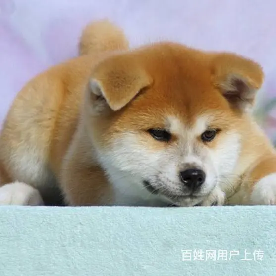 广州买狗首选推荐 正规犬舍 纯种秋田犬多只待售 - 图片 8