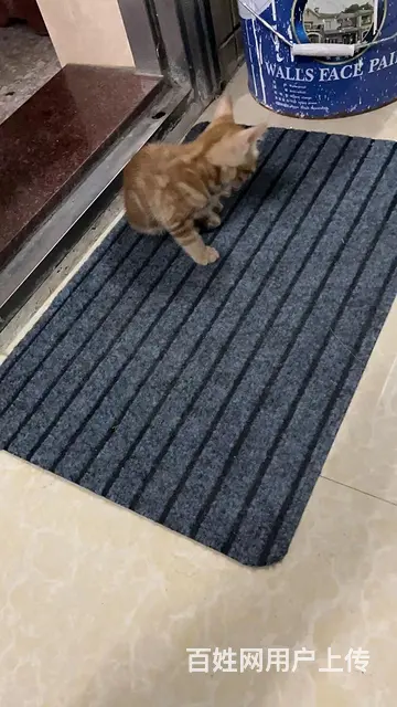 杀鼠猫免费领养 - 图片