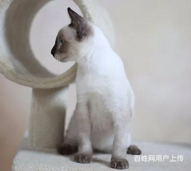湖州哪里卖纯种的暹罗猫？健康的暹罗猫多少钱一只？ - 图片 5