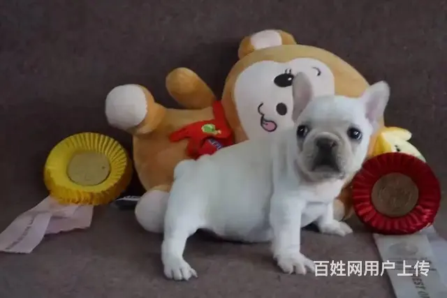 一只法斗幼犬多少钱 法斗犬价格大全_全国发货 - 图片 9