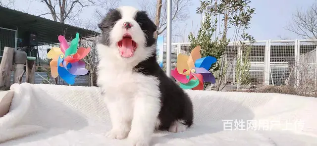 宿迁边境牧羊犬，2-3个月幼犬【益帆边境犬舍】 - 图片 9
