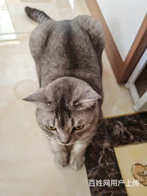 猫猫送人 - 图片 3