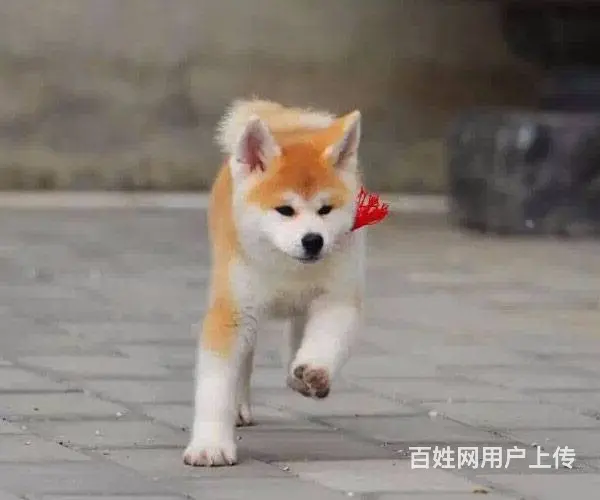 平顶山哪里有卖宠物狗的 秋田犬图片 柴犬多少钱 - 图片 6