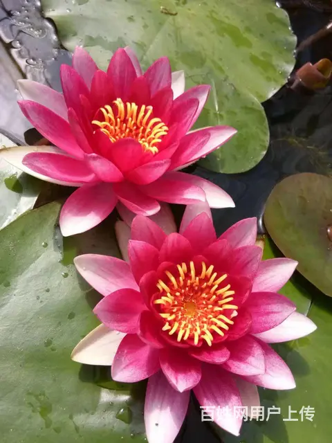 鞍山大量供：荷花，睡莲，水葫芦，芡实，泽泻，花蔺等 - 图片 8