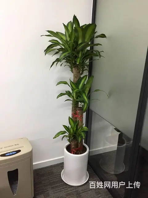 昆山绿植花卉盆景租摆租赁 - 图片 2