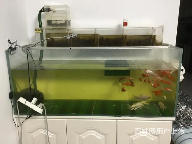 鱼缸 - 图片