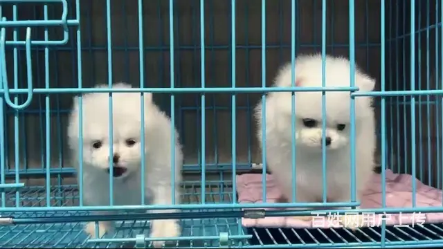 白白小可爱博美幼犬开始出窝找新家。公母都有。 - 图片 2