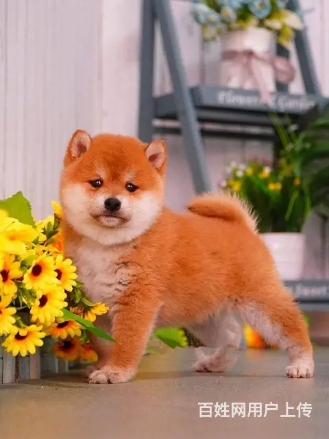 纯种柴犬幼犬出售 双血统高品质宠物狗 可见狗父母 - 图片 8