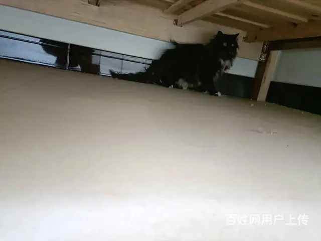 猫咪在外面跑丢了怎么找回来专业找猫团队大概多少钱 - 图片 2