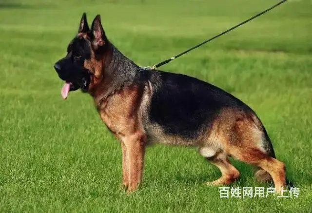 中国锤系德牧 铭血后代震撼亮相 黑脸大头黑红分明 - 图片 5