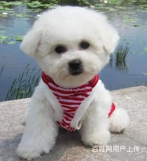 赛级比熊 比熊犬法国卷毛比熊 欢迎来犬舍挑选 - 图片 7