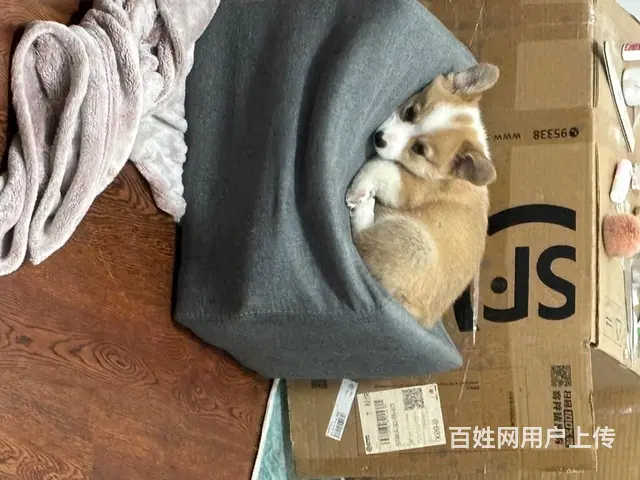 家养柯基转售 - 图片 5