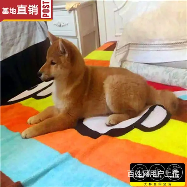 崇左哪里有卖柴犬宠物狗 柴犬宠物店在哪 - 图片 4