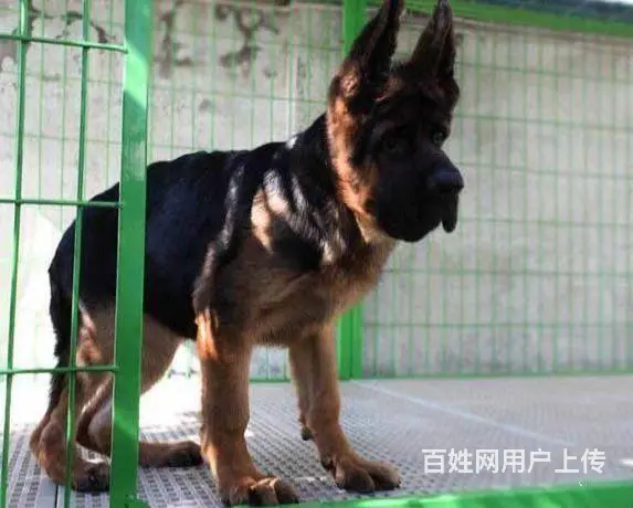 精品德国牧羊犬幼犬多少钱 纯种垂系牧羊犬繁殖基地 - 图片 2