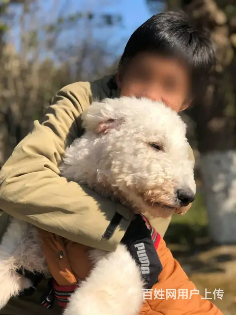 【搞定了！】免费领养巨贵驱虫洗澡犬五联狂犬全已绝育可送狗上门 - 图片 1